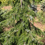 Picea omorika Pendula