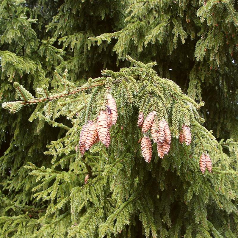 Picea orientalis