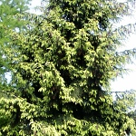 Picea orientalis Aureospicata (syn. Aurea)