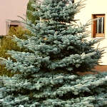 Picea pungens Glauca Globosa