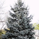 Picea pungens Hoopsii