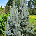 Picea pungens Iseli Fastigiata