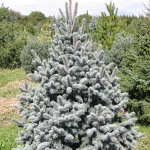 Picea pungens Retroflexa