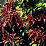 Pieris japonica Mountain Fire