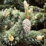 Pinus aristata