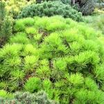 Pinus densiflora Low Glow
