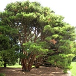 Pinus densiflora Umbraculifera (Tagiosho Compacta)