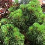 Pinus jeffreyi Joppi