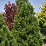 Pinus leucodermis Compact Gem