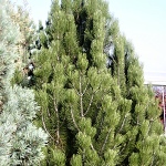 Pinus heldreichii Satellit