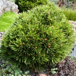 Pinus leucodermis Smidtii