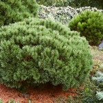 Pinus uncinata Bochník WB (syn. Kovářská 8)