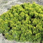 Pinus mugo Hostýn Gold