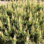 Pinus mugo Humpy