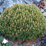 Pinus uncinata Ježek WB