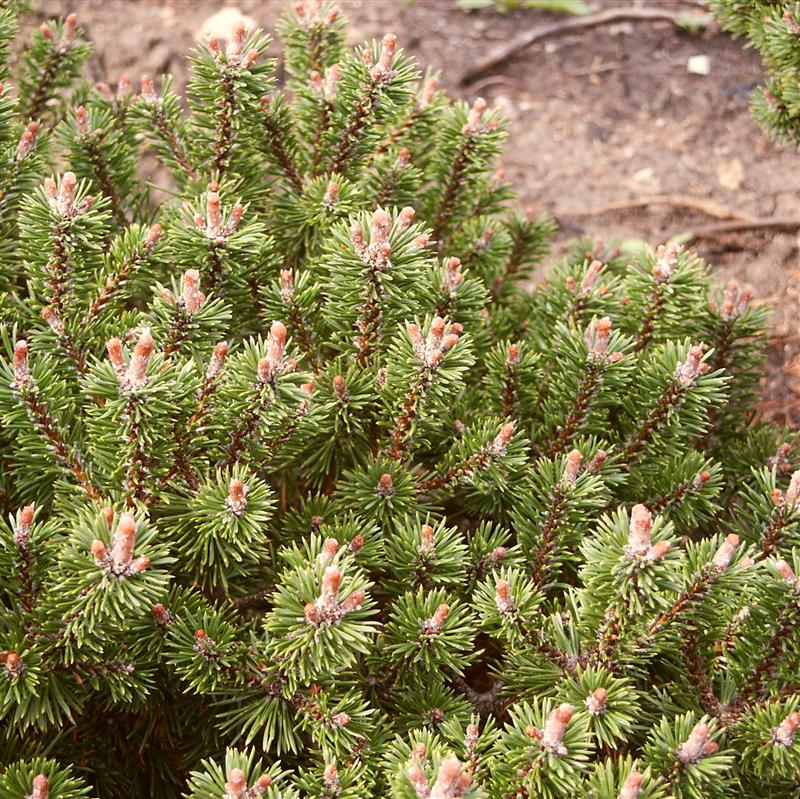 Pinus mugo Minima Kalouš