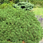 Pinus mugo Mops