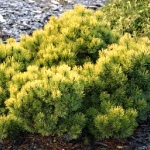 Pinus mugo Ophir