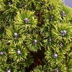 Pinus mugo Picobello