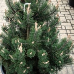 Pinus uncinata Silver Candles