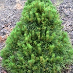 Pinus mugo Varela