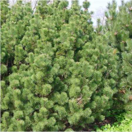 Pinus mugo ssp. mugus