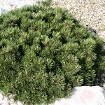Pinus mugo ssp. pumilio