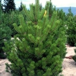 Pinus nigra austriaca