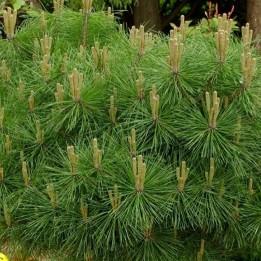Pinus nigra Brepo