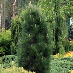 Pinus nigra Green Tower