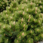 Pinus nigra Hornibrookiana