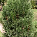Pinus nigra Pyramidata