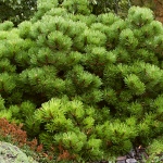 Pinus nigra Smaragd