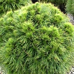 Pinus nigra Spilberg ( syn. Würstle )