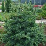 Pinus parviflora Negishi