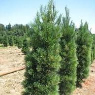 Pinus strobus Stowe Pillar