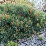 Pinus sylvestris Albyn´s