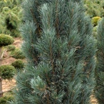 Pinus sylvestris Fastigiata