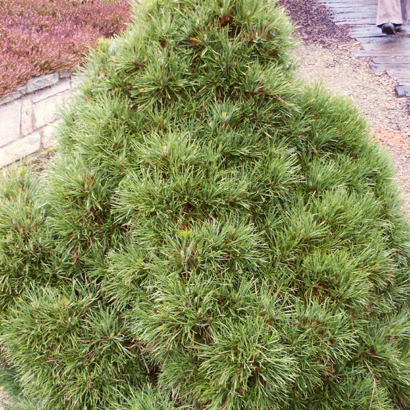 Pinus sylvestris Globosa Viridis