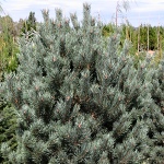 Pinus sylvestris Watereri