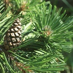 Pinus uncinata