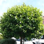 Platanus acerifolia Alphen´s Globe