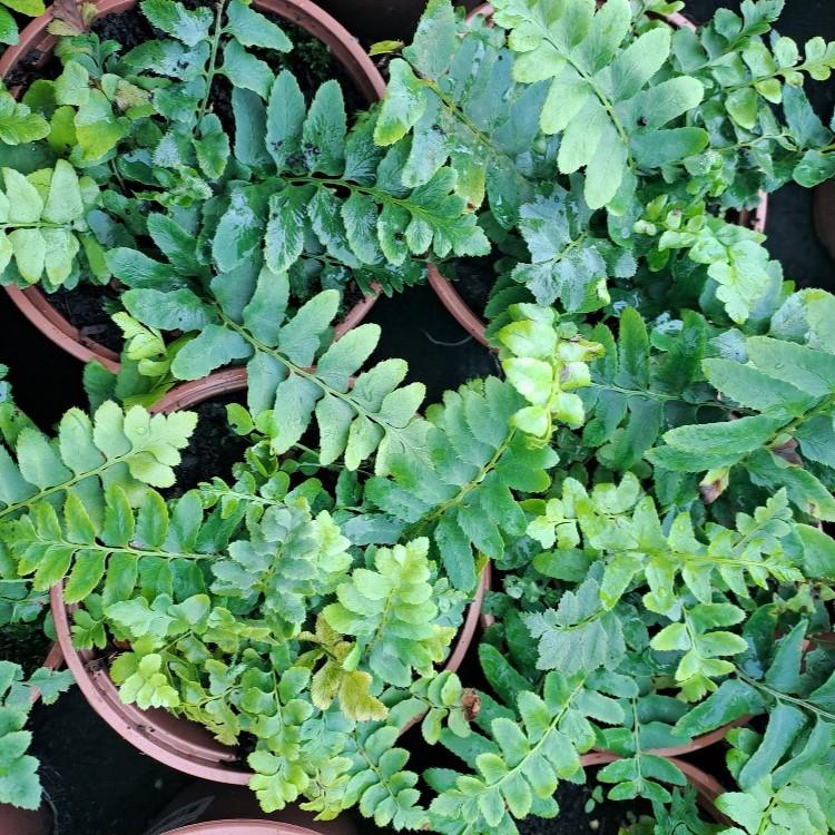 Polystichum acrostichoides