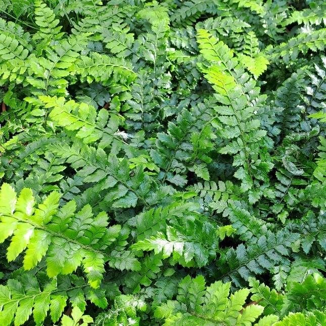 Polystichum polyblepharum