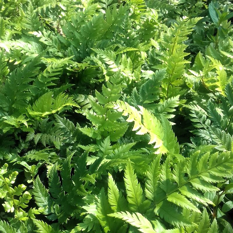Polystichum rigens