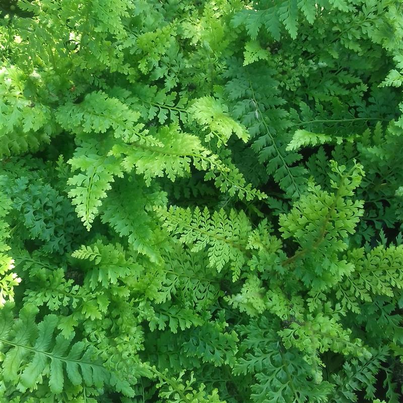 Polystichum setiferum Herrenhausen