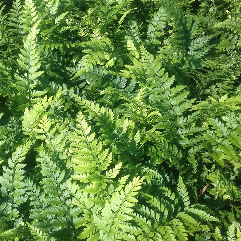 Polystichum tsus-simense