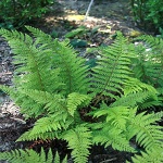 Polystichum aculeatum