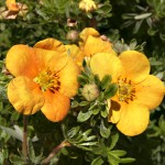 Potentilla fruticosa Hoopley´s Orange