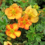 Potentilla fruticosa Oleška